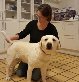 Hund bliver undersøgt af dyrlæge 