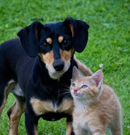 Hund og kat på græs 