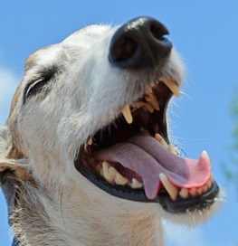 Hund med åben mund 