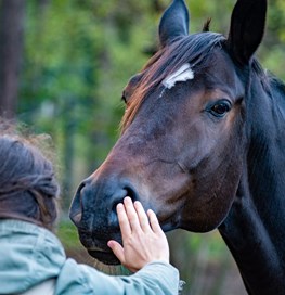 Pige klapper hest på mulen 