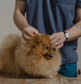 Hund undersøges af dyrlæge 