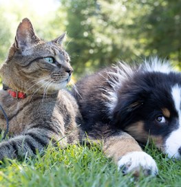 Hund og kat ligger sammen i græs 