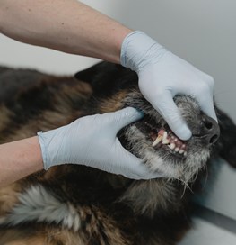 Dyrlæge undersøg hunds tænder 
